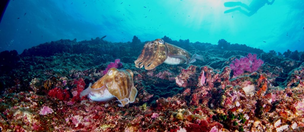 cuttlefish richelieu rock thailand